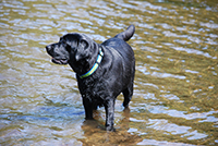 Black labrador cooling off in a river. Copyright You And Your Dog