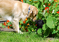 Black labrador pup peeking out of nasturtiums at a grown golden labrador. Copyright You And Your Dog