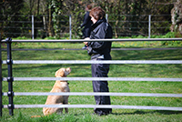A golden labrador paying total attention to Mairead. Copyright You And Your Dog