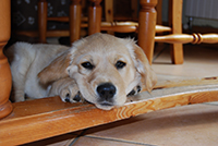 Golden Lab leaning his head on the rung of a wooden kitchen chair. Copyright You And Your Dog