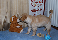 Puppy with a selection of dog toys. Copyright You And Your Dog