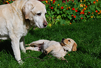 Older golden labrador nuzzles young golden labrador. Copyright You And Your Dog>