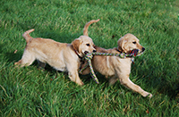 Two golden retrievers running with a rope dog toy. Copyright You And Your Dog
