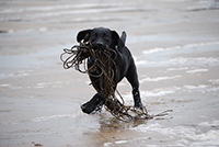 Black labrador puppy running with large piece of seaweed on the beach. Copyright You And Your Dog