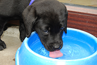 Black labrador Pup Drinking. Copyright You And Your Dog