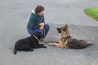 German Shepherd and Labrador listening to Mairead Whelan. Copyright You and Your Dog