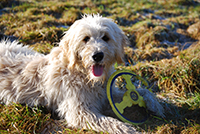 Terrier playing with a frisbee. Copyright You And Your Dog