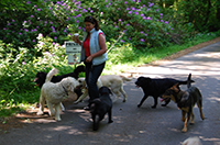 Mairead walking a large group of dogs on a country lane while drinking a takeaway coffee. Copyright You And Your Dog